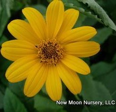 Heliopsis helianthoides 