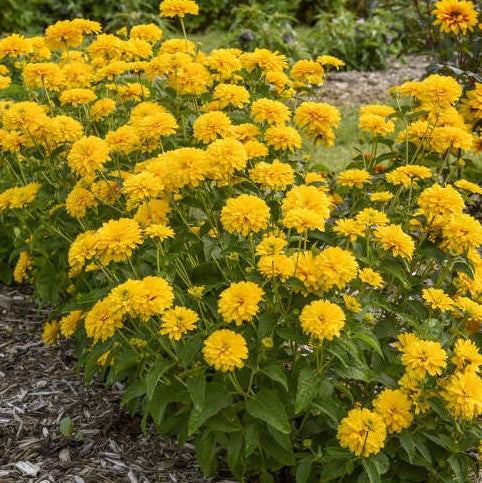 Heliopsis h Rays for Days PW