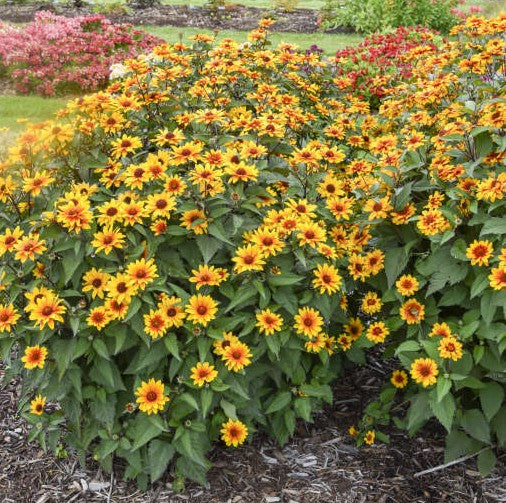 Heliopsis h Sundial 