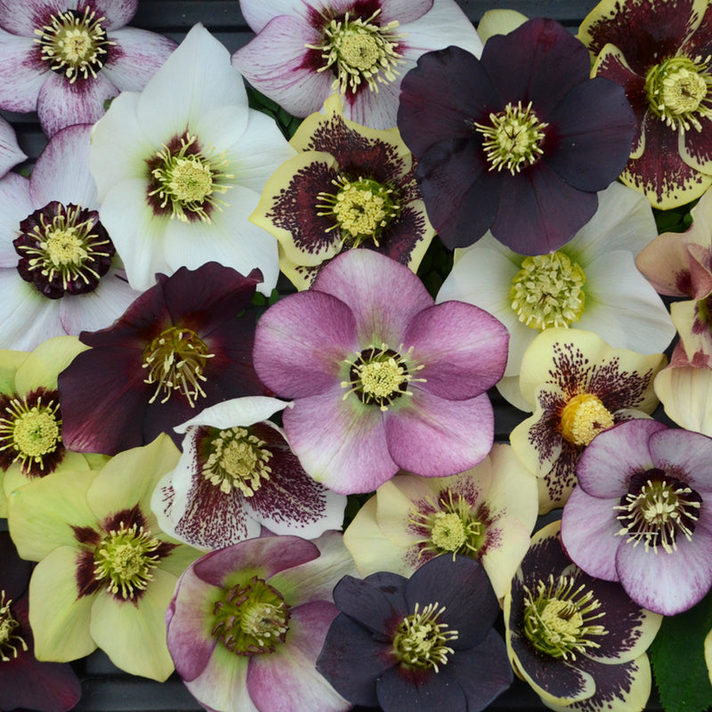 Helleborus Honeymoon Series 