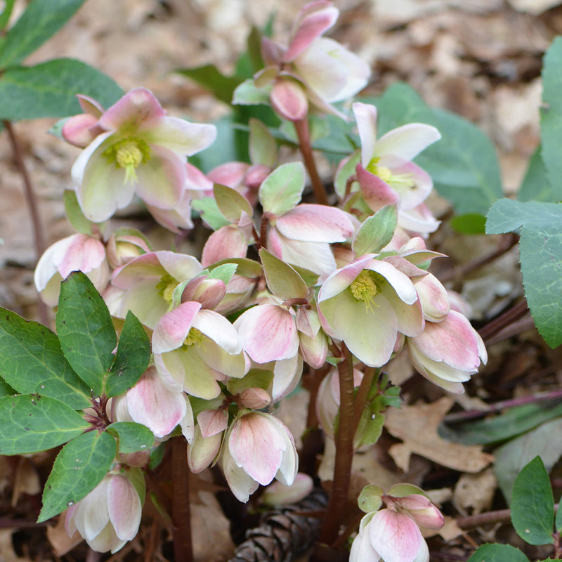 Helleborus Ivory Prince 