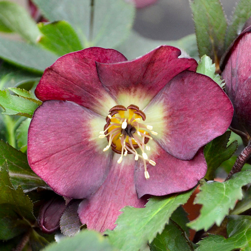 Helleborus Rome in Red 