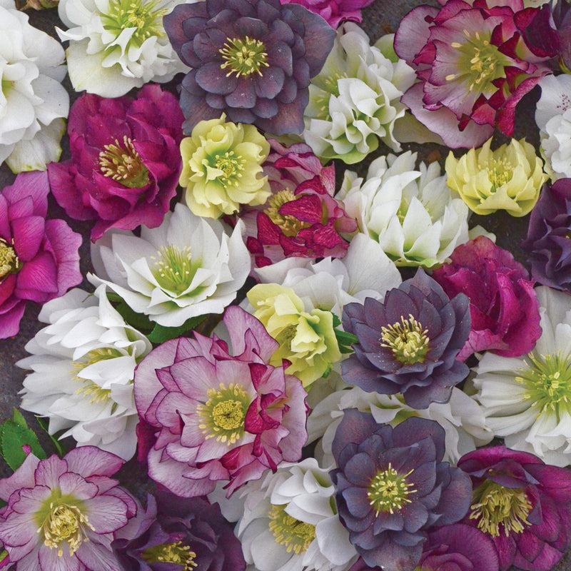 Helleborus Wedding Party Mix 