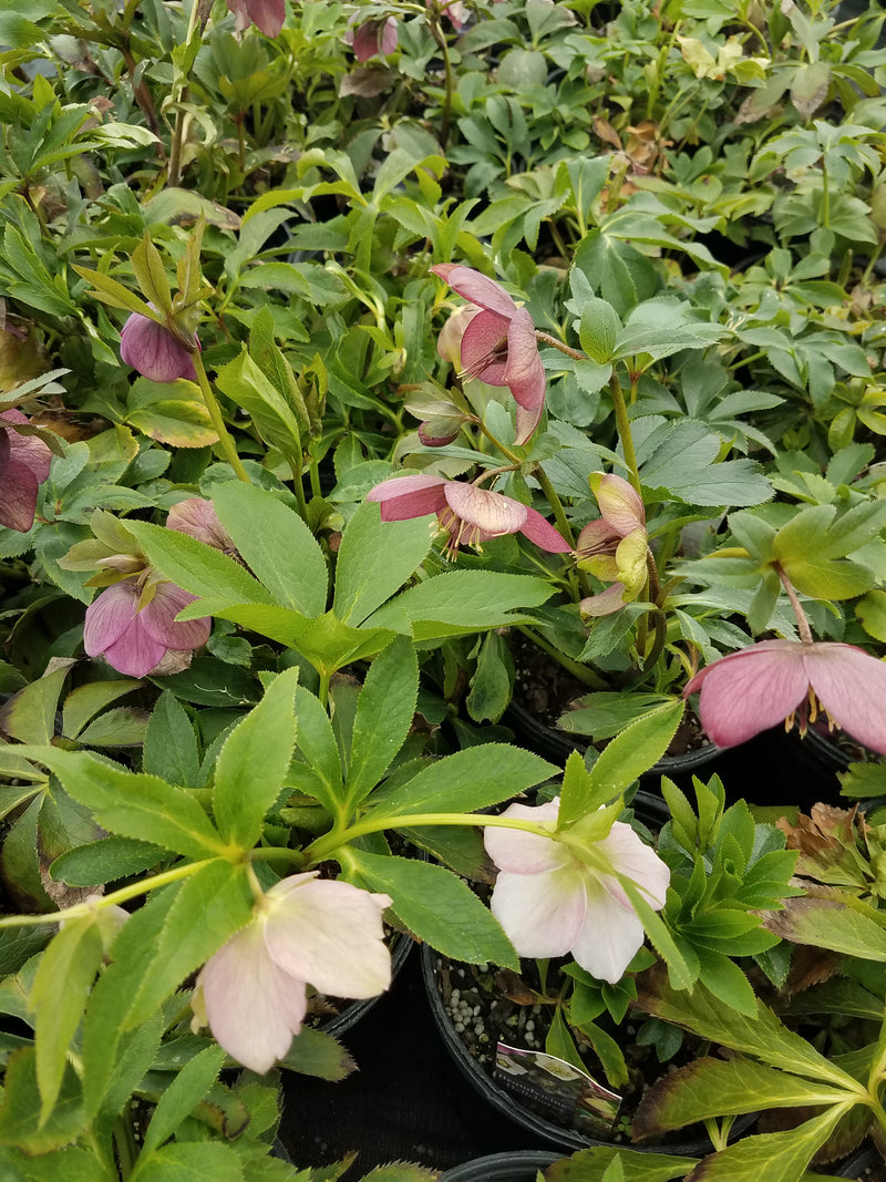 Helleborus Brandywine 