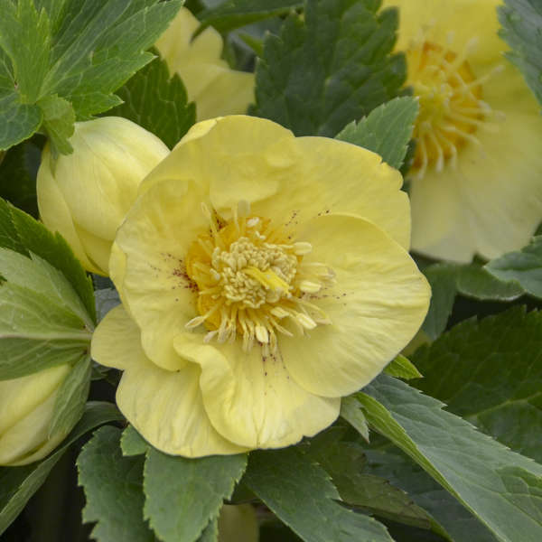 Helleborus California Dreaming 
