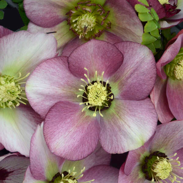 Helleborus Paris in Pink 