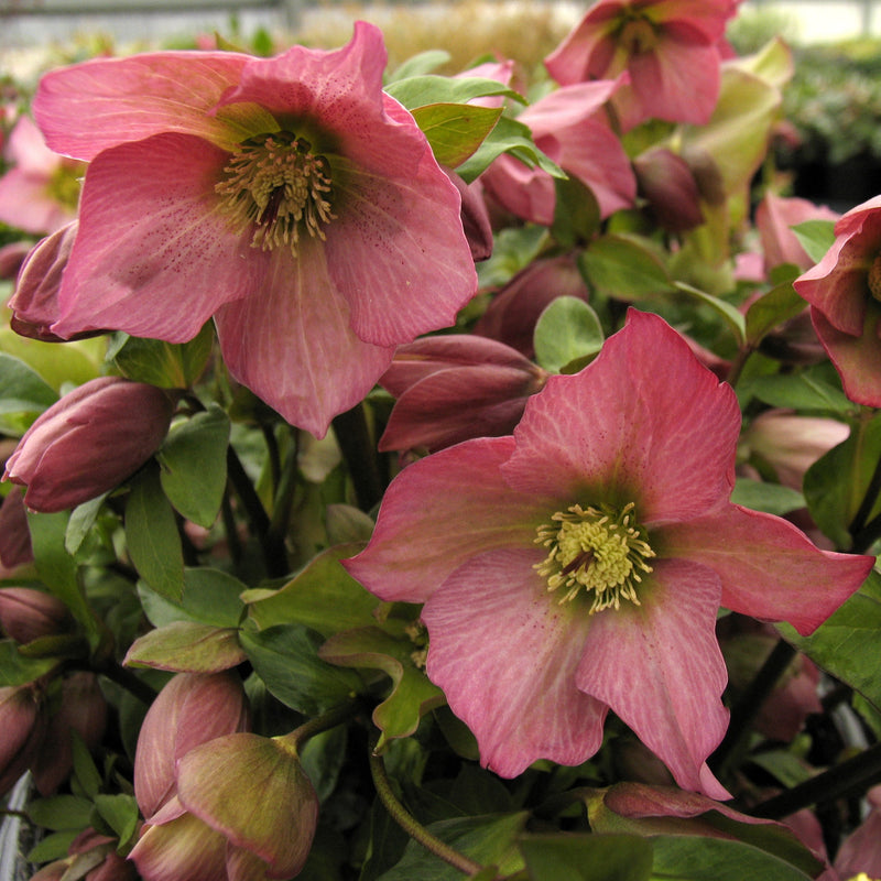 Helleborus Rosemary 