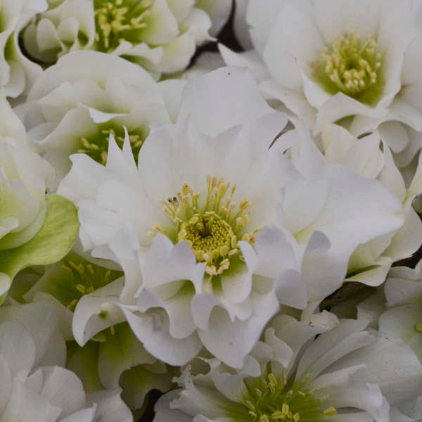 Helleborus Wedding Bells 