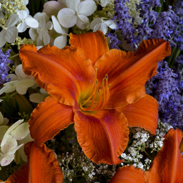 Hemerocallis Alabama Jubilee 