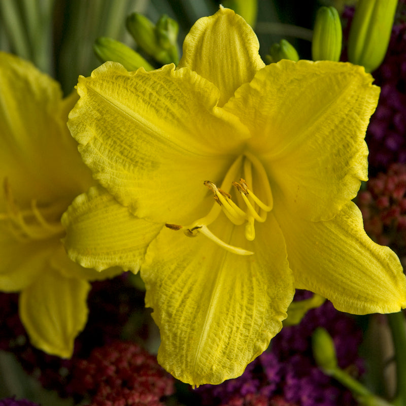 Hemerocallis Happy Returns 