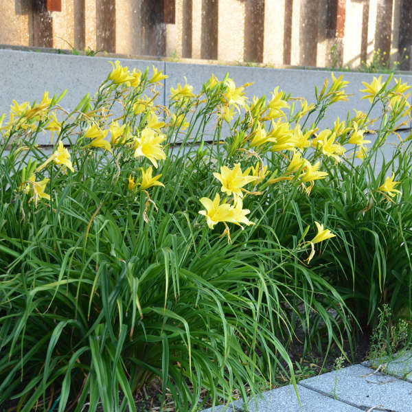 Hemerocallis Hyperion 
