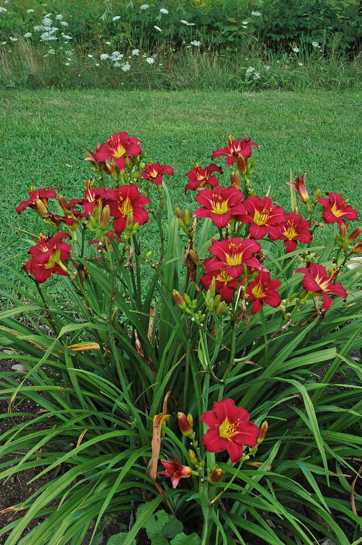 Hemerocallis Pardon Me 