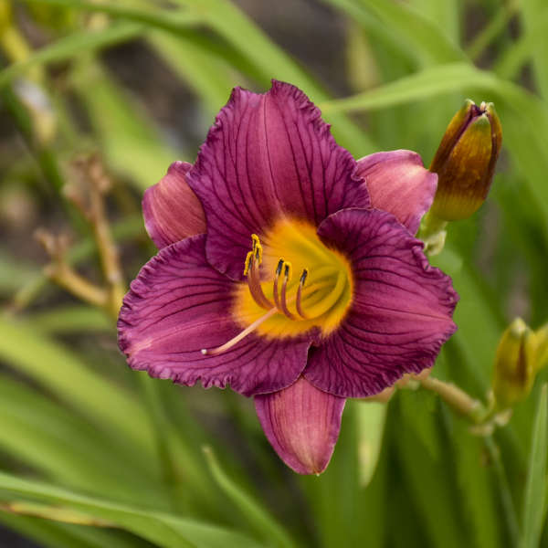 Hemerocallis Purple D&