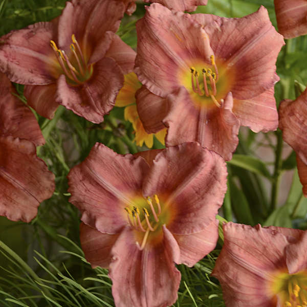 Hemerocallis Rosy Returns 