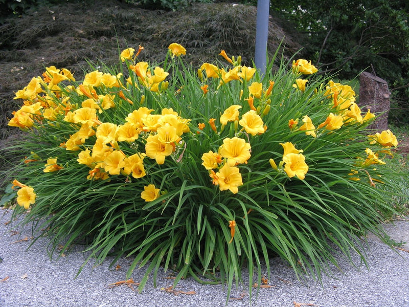 Hemerocallis Stella D&