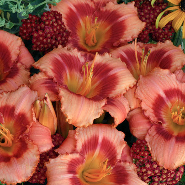Hemerocallis Strawberry Candy 