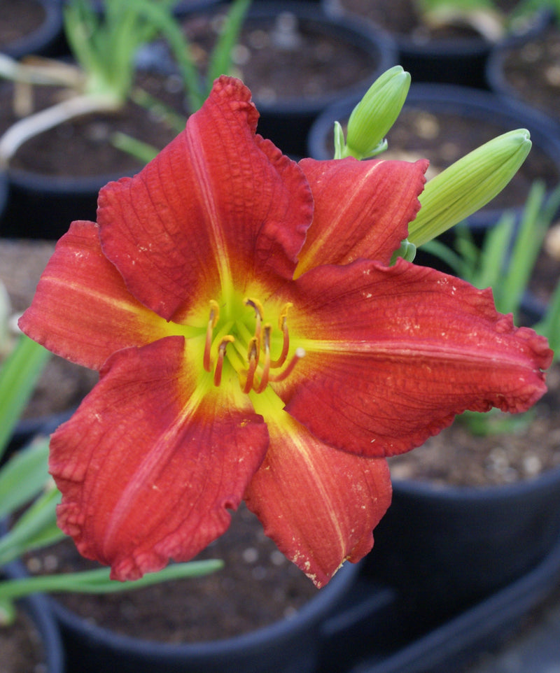 Hemerocallis Charles Johnston 