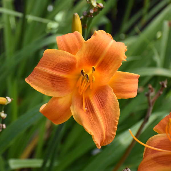Hemerocallis Rocket City 