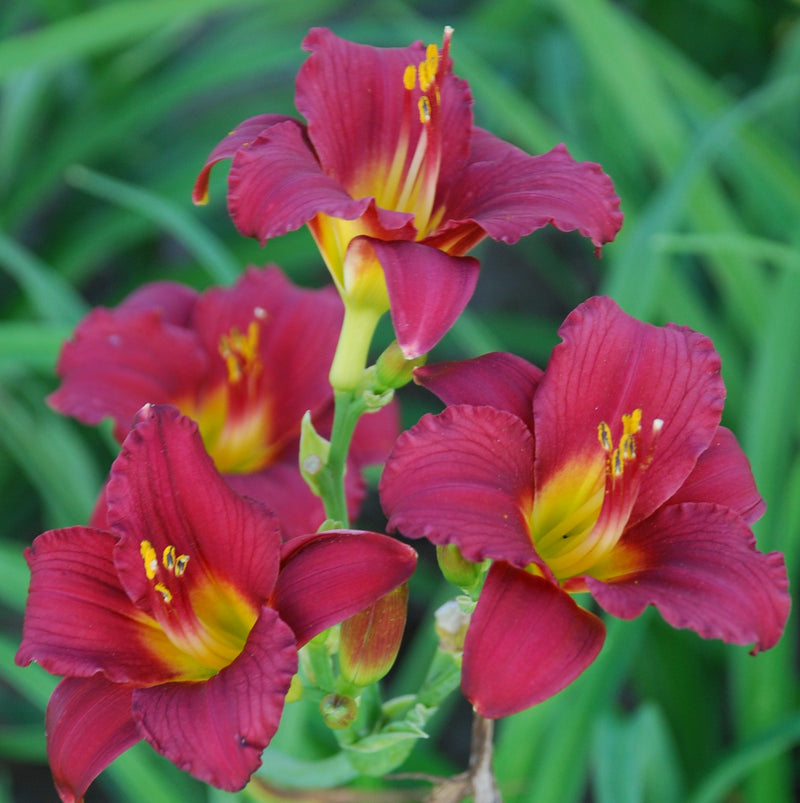 Hemerocallis Ruby Stella 