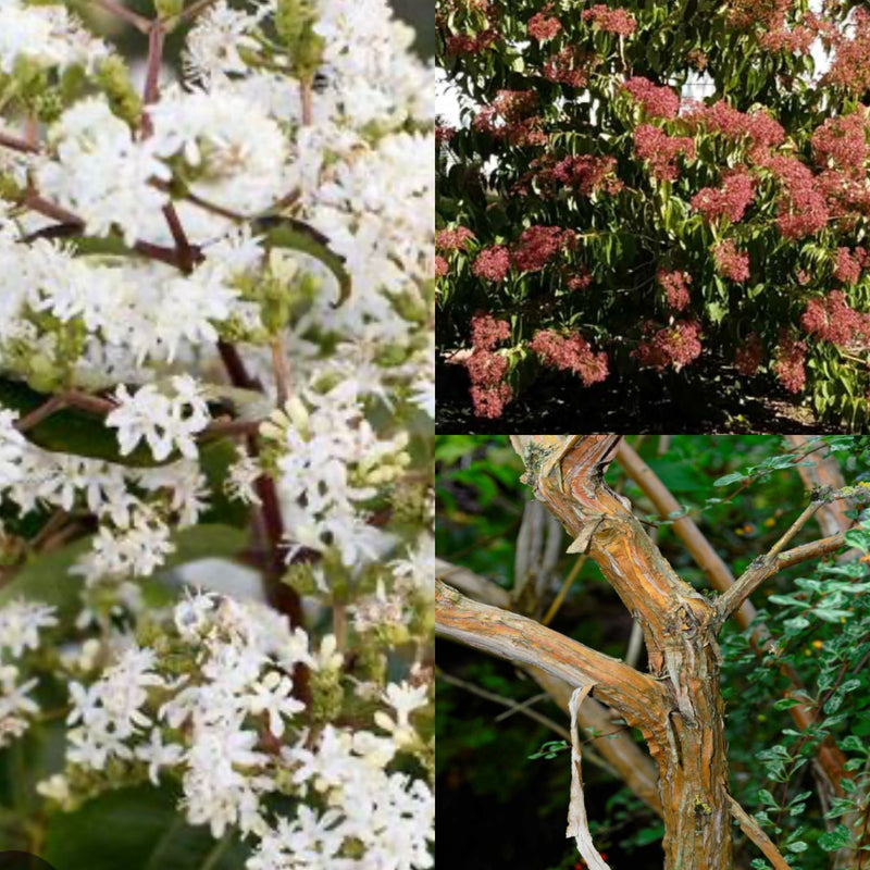 Heptacodium mic Tianshan 