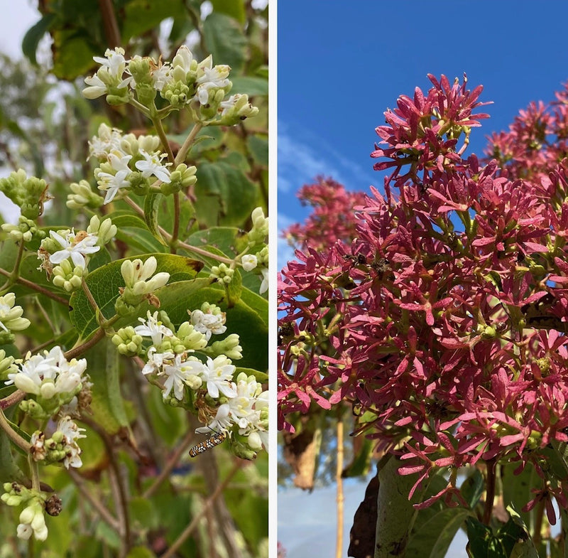 Heptacodium miconioides 