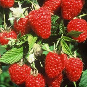 Fruit-Raspberry-Heritage 