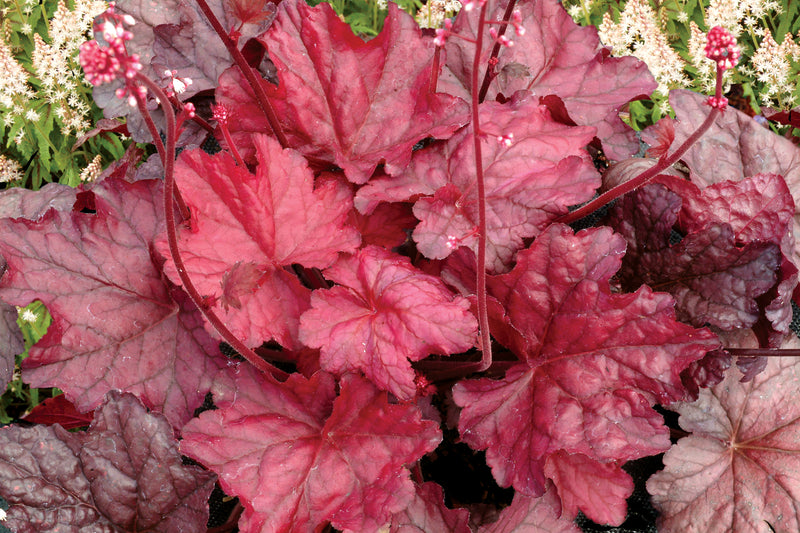 Heuchera Fire Chief 