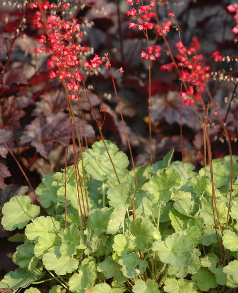 Heuchera sanguinea Firefly 