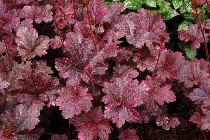 Heuchera Midnight Rose 