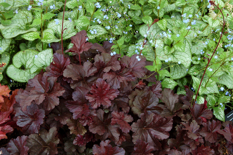 Heuchera Obsidian 