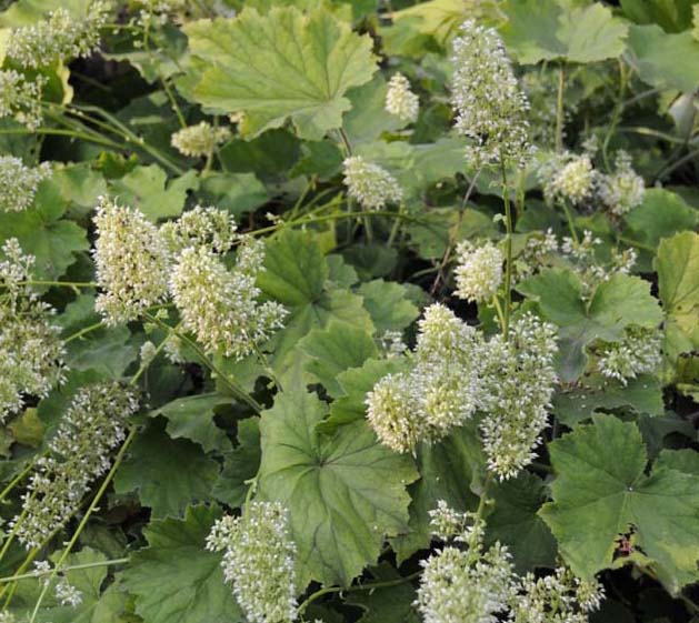 Heuchera Autumn Bride 