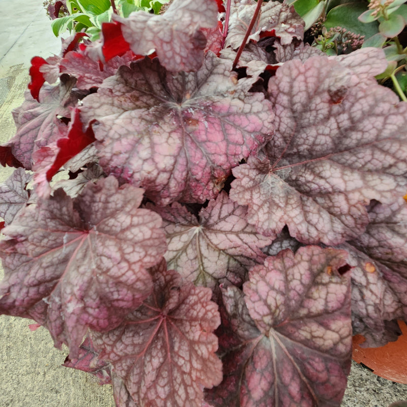 Heuchera Berry Smoothie 