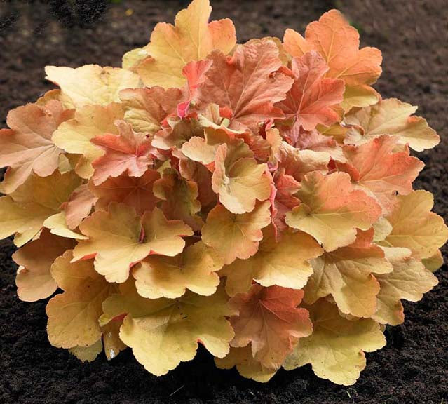 Heuchera Caramel 