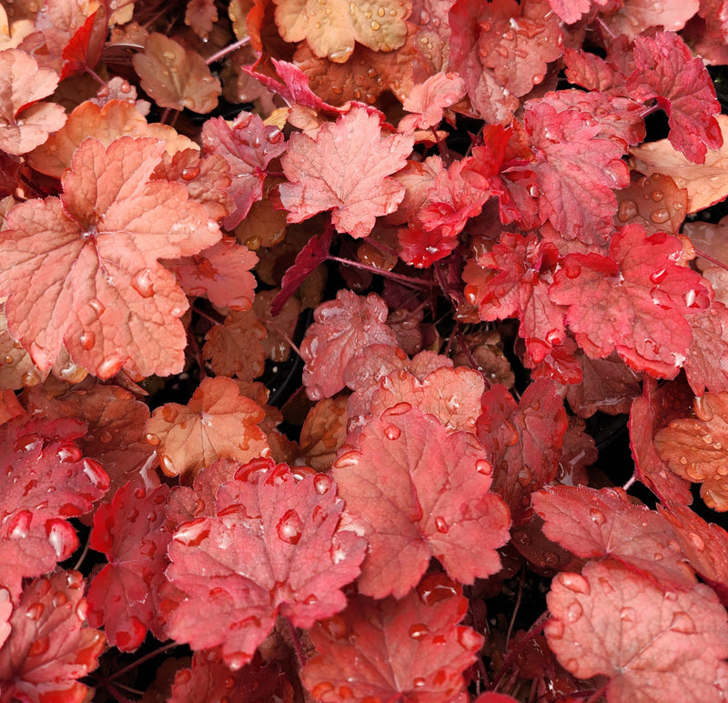 Heuchera Carnival Cinnamon Stick 