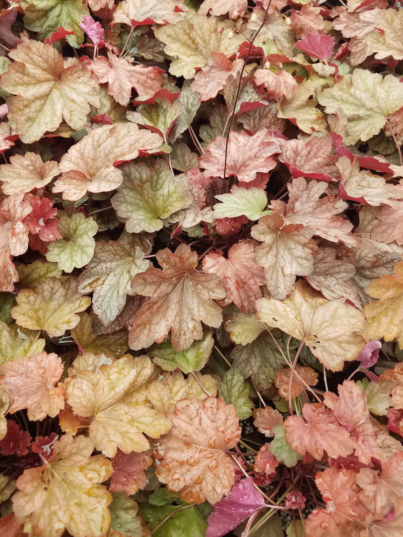 Heuchera Carnival Watermelon 