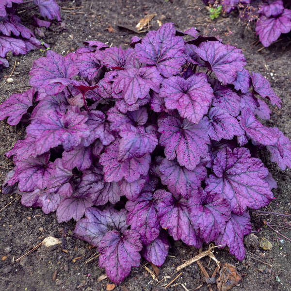 Heuchera Electric Plum 