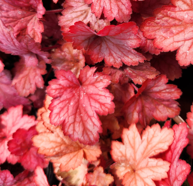 Heuchera Georgia Peach 