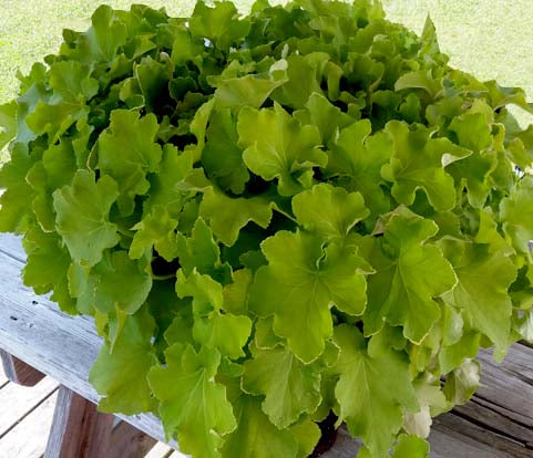 Heuchera Guacamole 