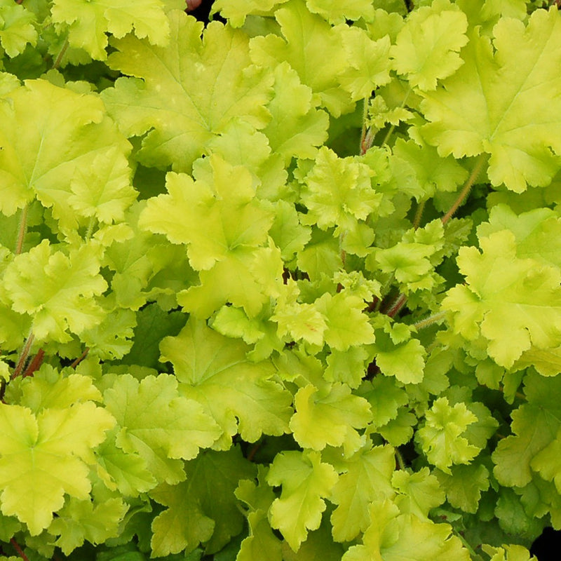 Heuchera Lime Marmalade 