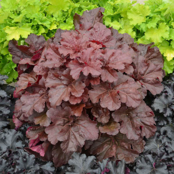 Heuchera Mahogany Monster PW