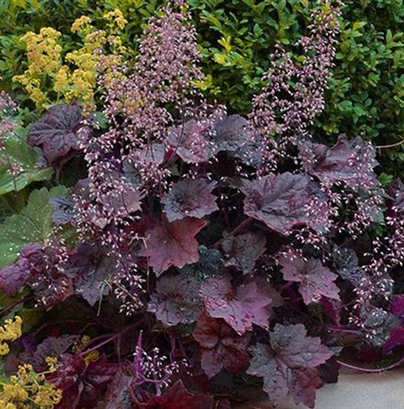 Heuchera Palace Purple 