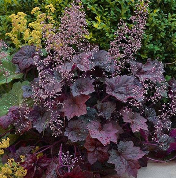 Heuchera Palace Purple 1 qt