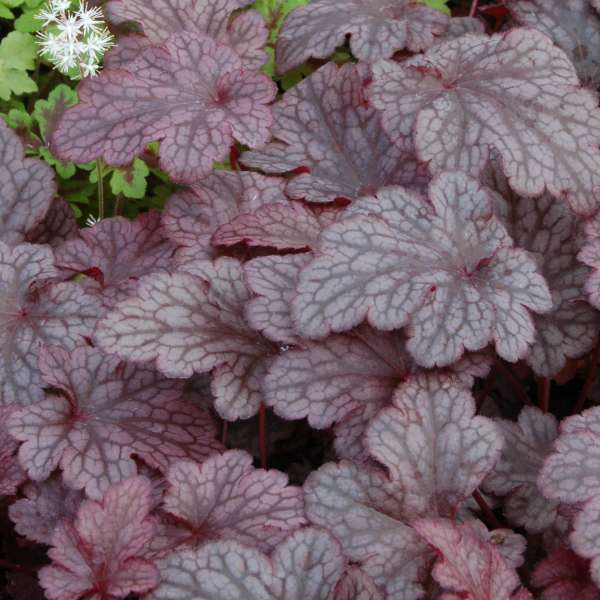 Heuchera Plum Pudding 