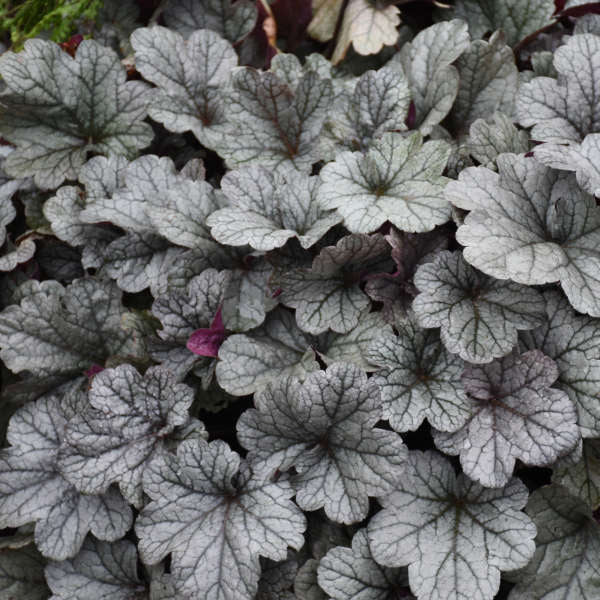 Heuchera Smoke and Mirrors 