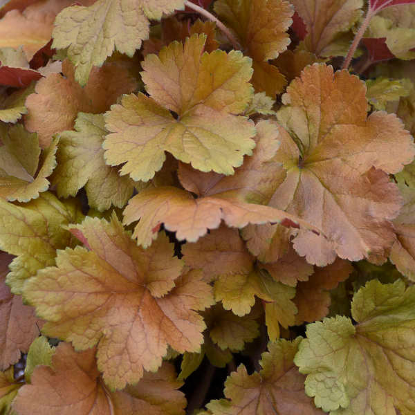 Heuchera Toffee Tart PW