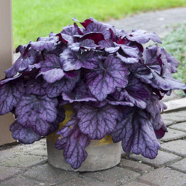 Heuchera Wild Rose PW