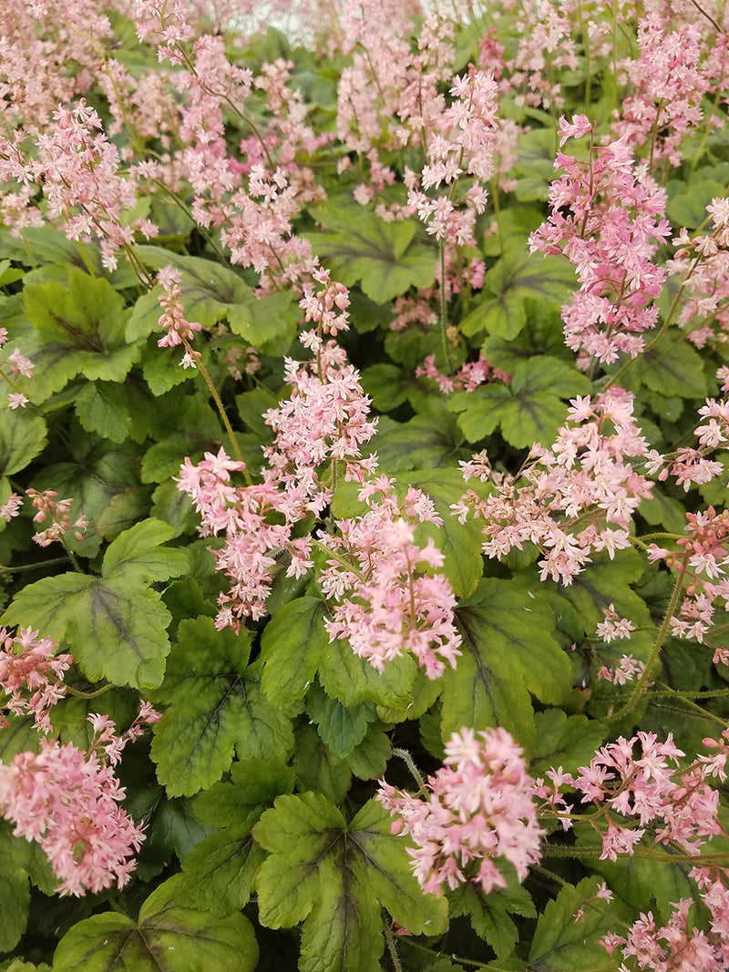 Heucherella Pink Revolution 