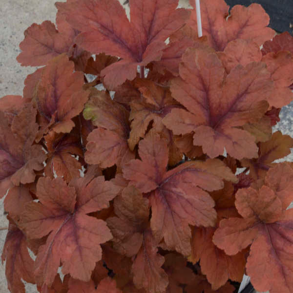 Heucherella Pumpkin Spice 