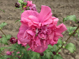 Hibiscus syr FR Cabaret Red 