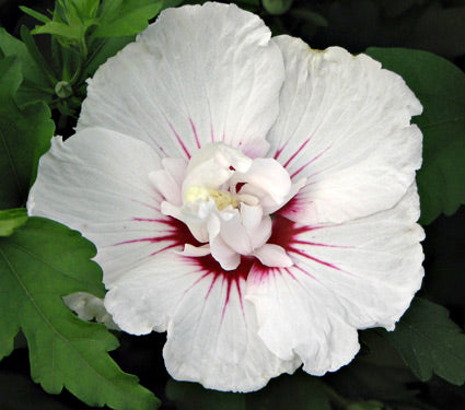 Hibiscus syr Bali 